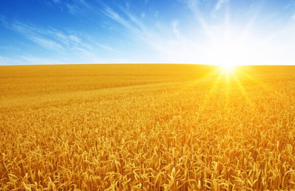 Pleśń śniegowa zbóż – skuteczna ochrona pszenicy ozimej