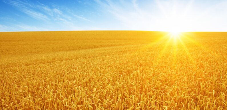 Pleśń śniegowa zbóż – skuteczna ochrona pszenicy ozimej